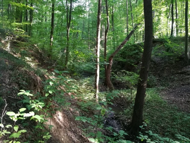 
Park leśny Dębina, Krościenko Wyżne. Fot. Grzegorz Bożek
